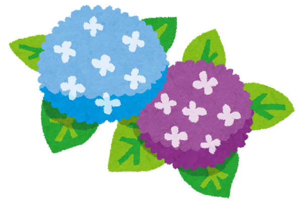 紫陽花が綺麗な季節になりました ブログ 株式会社フローラ 宮城県 福島県 岐阜県のご葬儀 ご法事