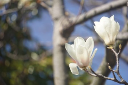 木蓮の花 スタッフブログ メモリアルホール亘理 フローラ メモリアルホール